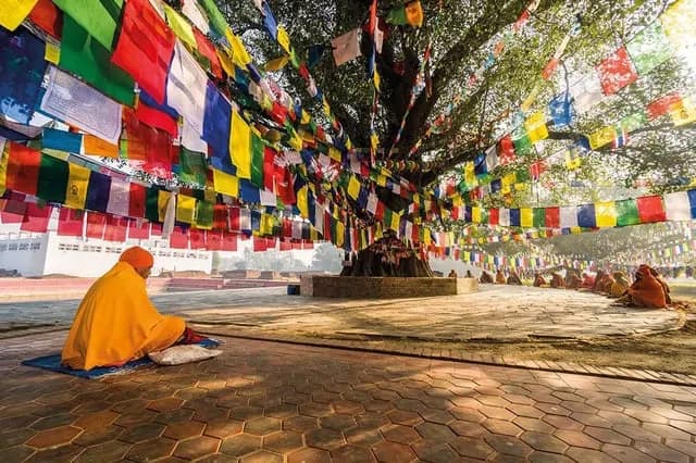 Bodhi tree