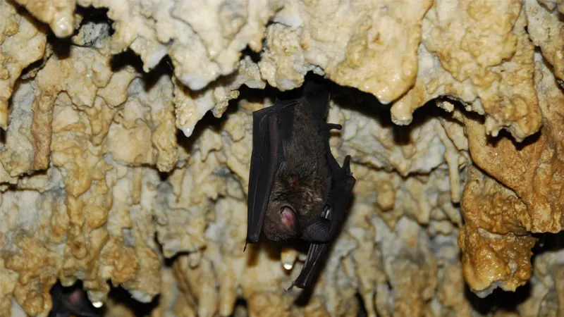 Bat cave